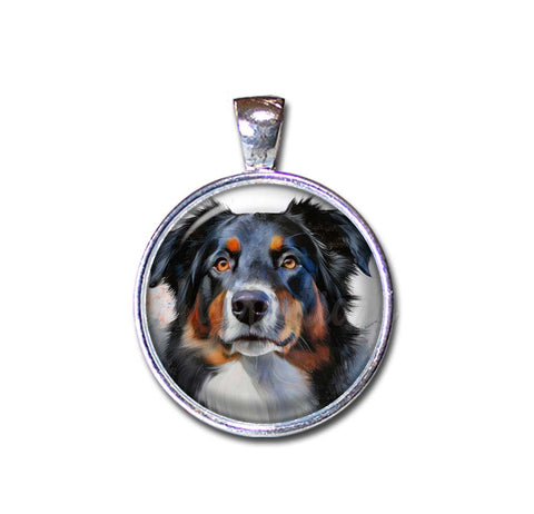 Australian Shepherd