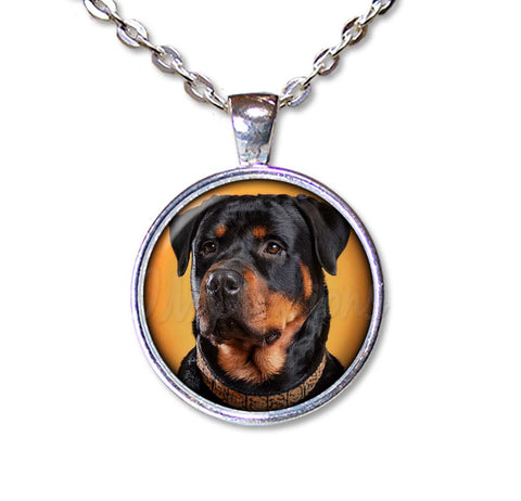 Confident Rottweiler Dog Lovers
