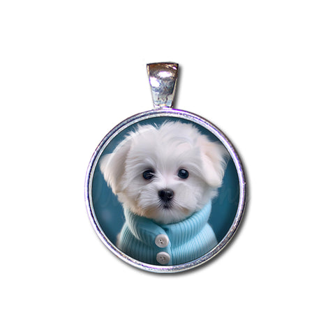 Adorable Maltese Puppy