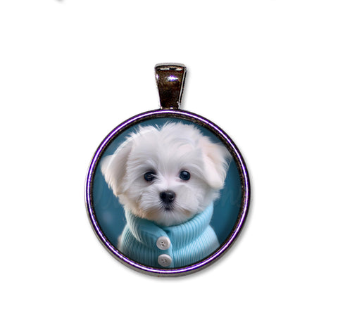 Adorable Maltese Puppy