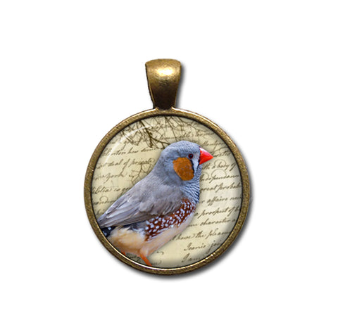 Zebra Finch Bird