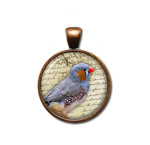 Zebra Finch Bird