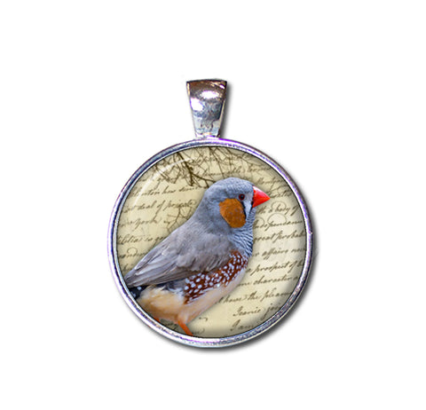 Zebra Finch Bird