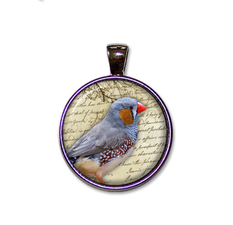 Zebra Finch Bird
