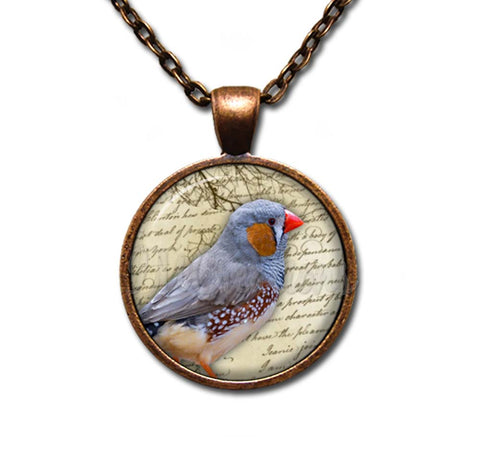 Zebra Finch Bird