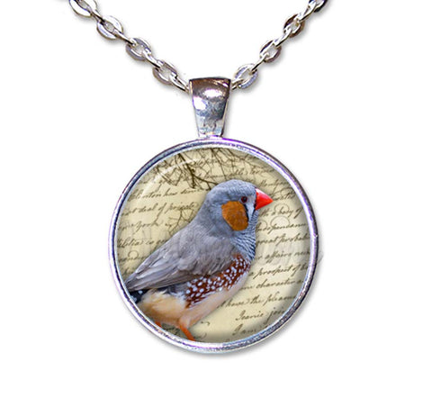 Zebra Finch Bird
