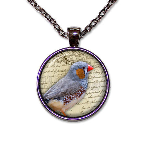 Zebra Finch Bird