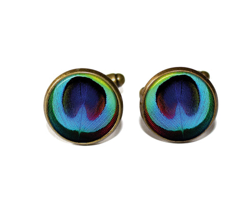 Bright Peacock Feather