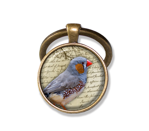 Zebra Finch Bird