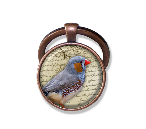 Zebra Finch Bird
