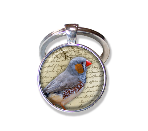 Zebra Finch Bird