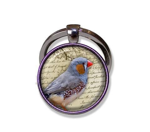 Zebra Finch Bird