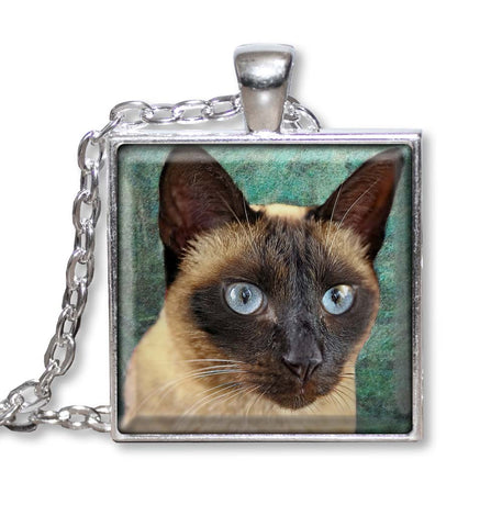 Siamese Cat